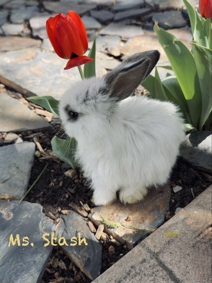 Hand-Raised "Plush Lop" Kits (Holland Lop/Rex)