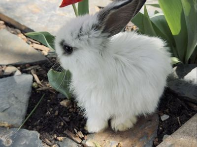 Hand-Raised "Plush Lop" Kits (Holland Lop/Rex)