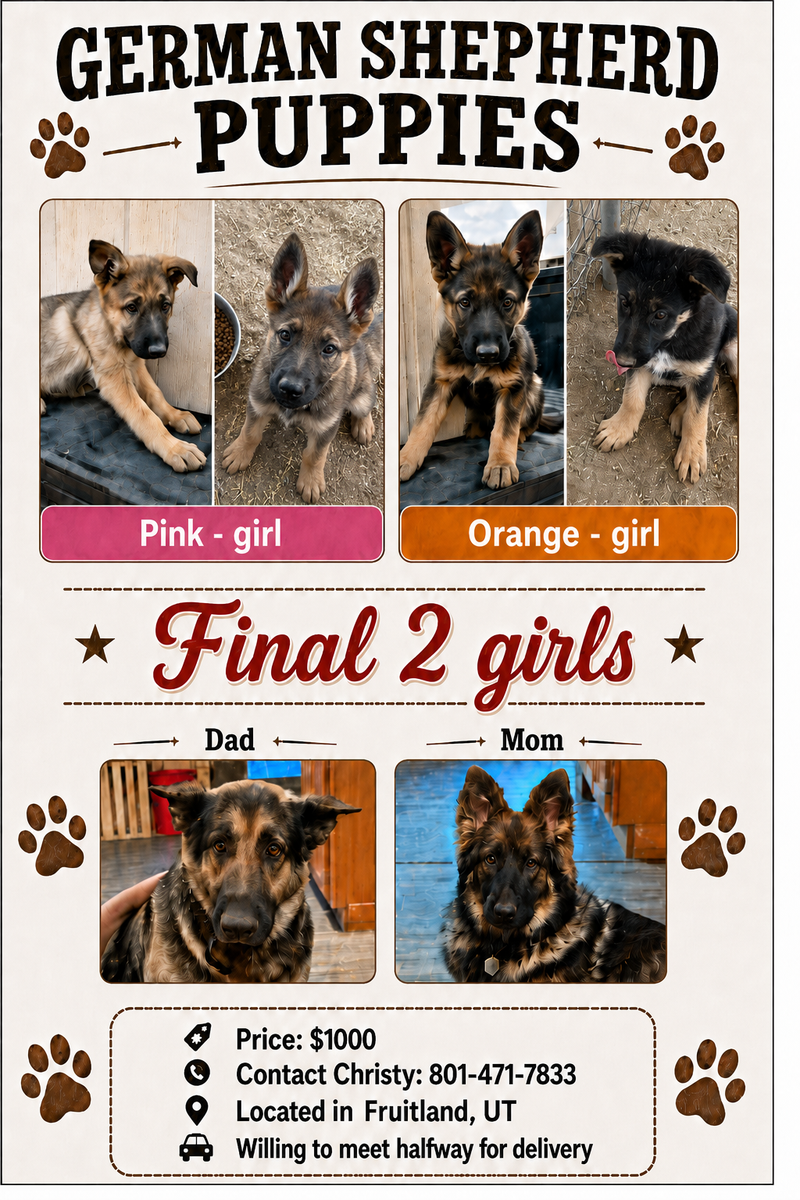 German Shepard puppies