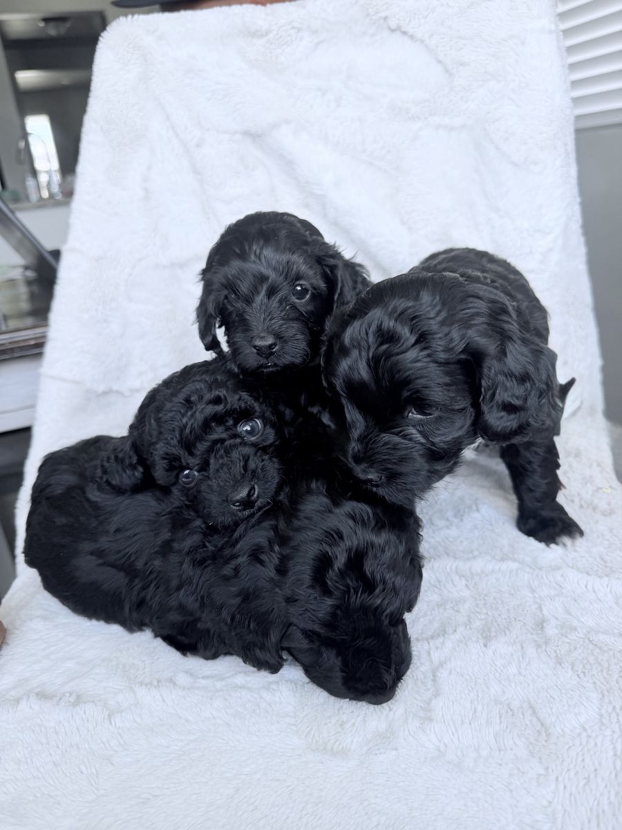 Aussie Doodle Micro Mini Puppies