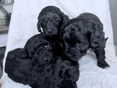 Aussie Doodle Micro Mini Puppies
