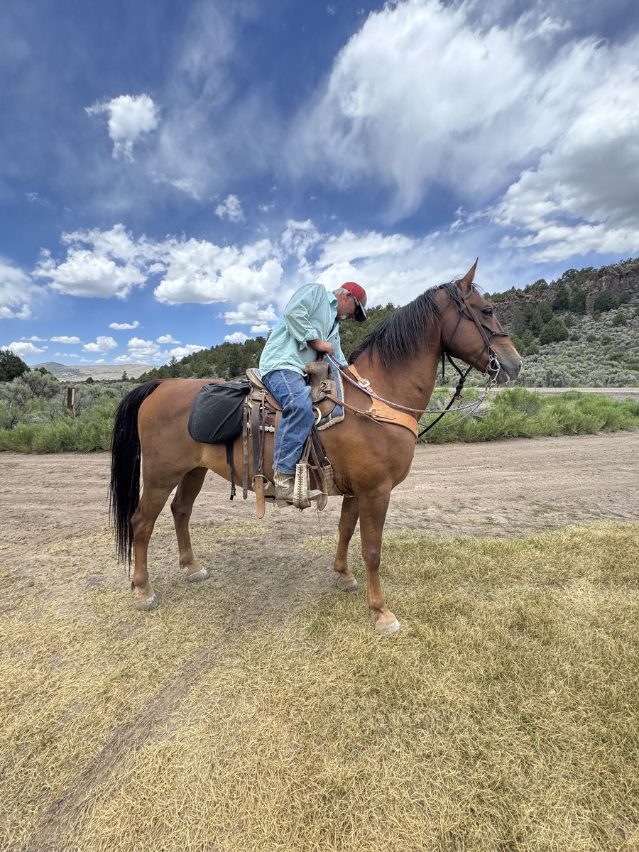 RIO- 5 YRS OLD GREAT TRAIL GELDING- CAN DELIVER FOR A FEE!