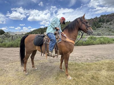RIO- 5 YRS OLD GREAT TRAIL GELDING- CAN DELIVER FOR A FEE!