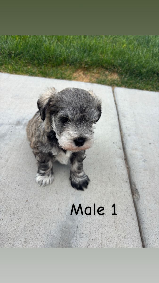Mini Schnauzer Puppies!
