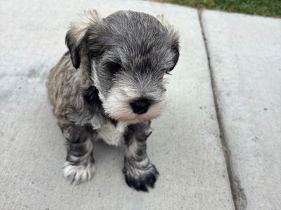 Mini Schnauzer Puppies!