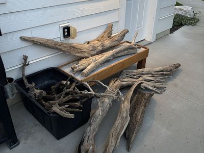 drift wood