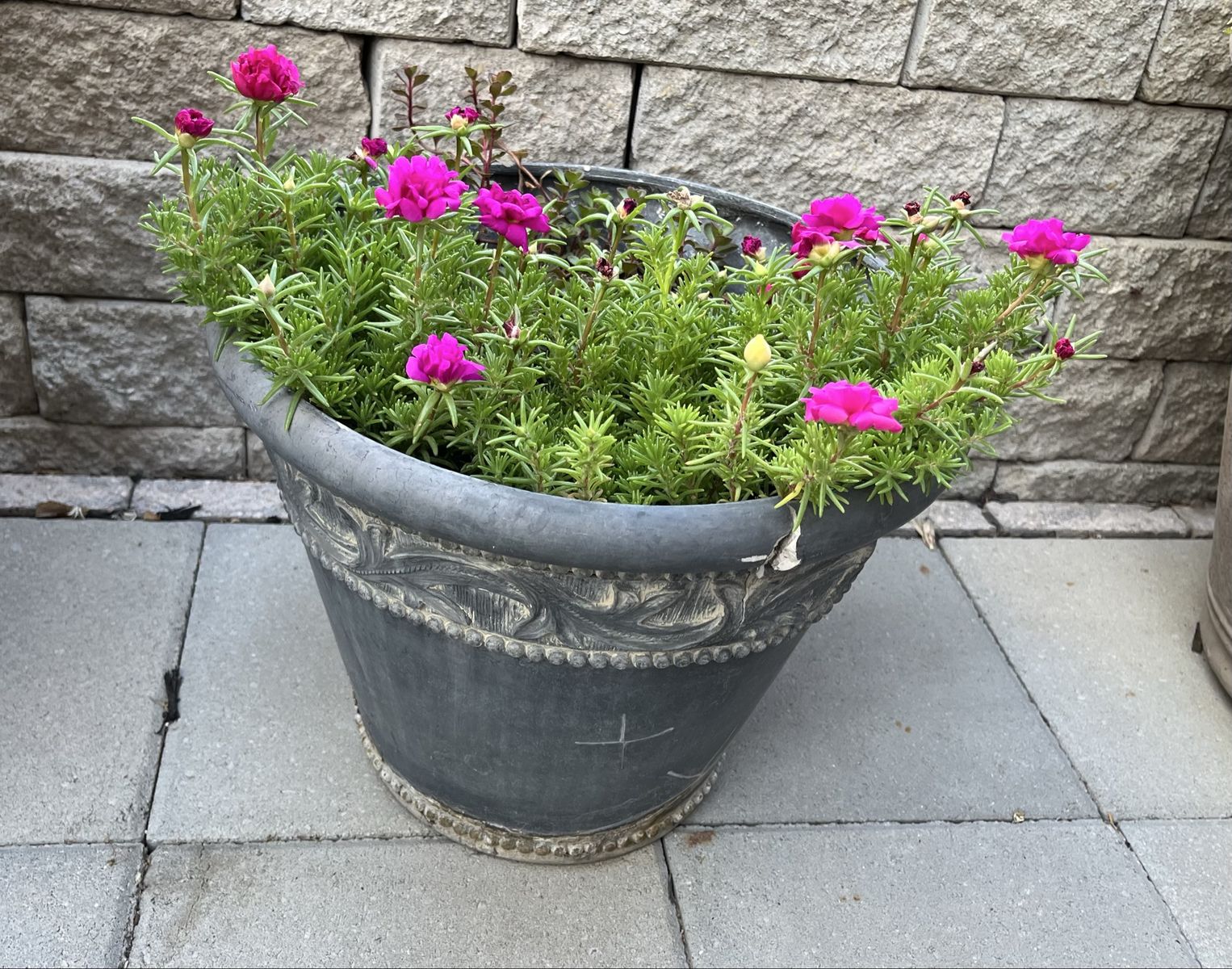 Potted Portulaca Rose Moss Flowers in Decorative Outdoor Planter