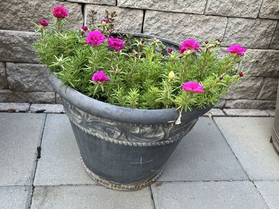 Potted Portulaca Rose Moss Flowers in Decorative Outdoor Planter