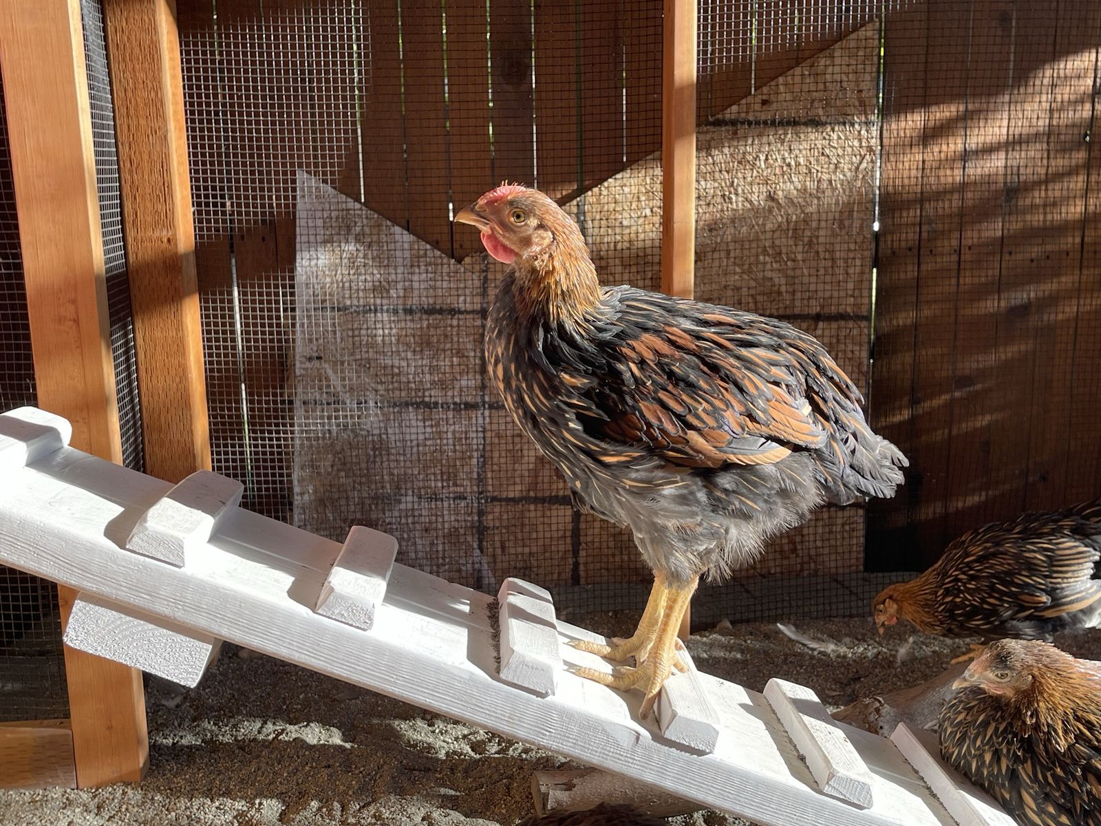 Gold Laced Wyandotte Hen