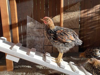 Gold Laced Wyandotte Hen