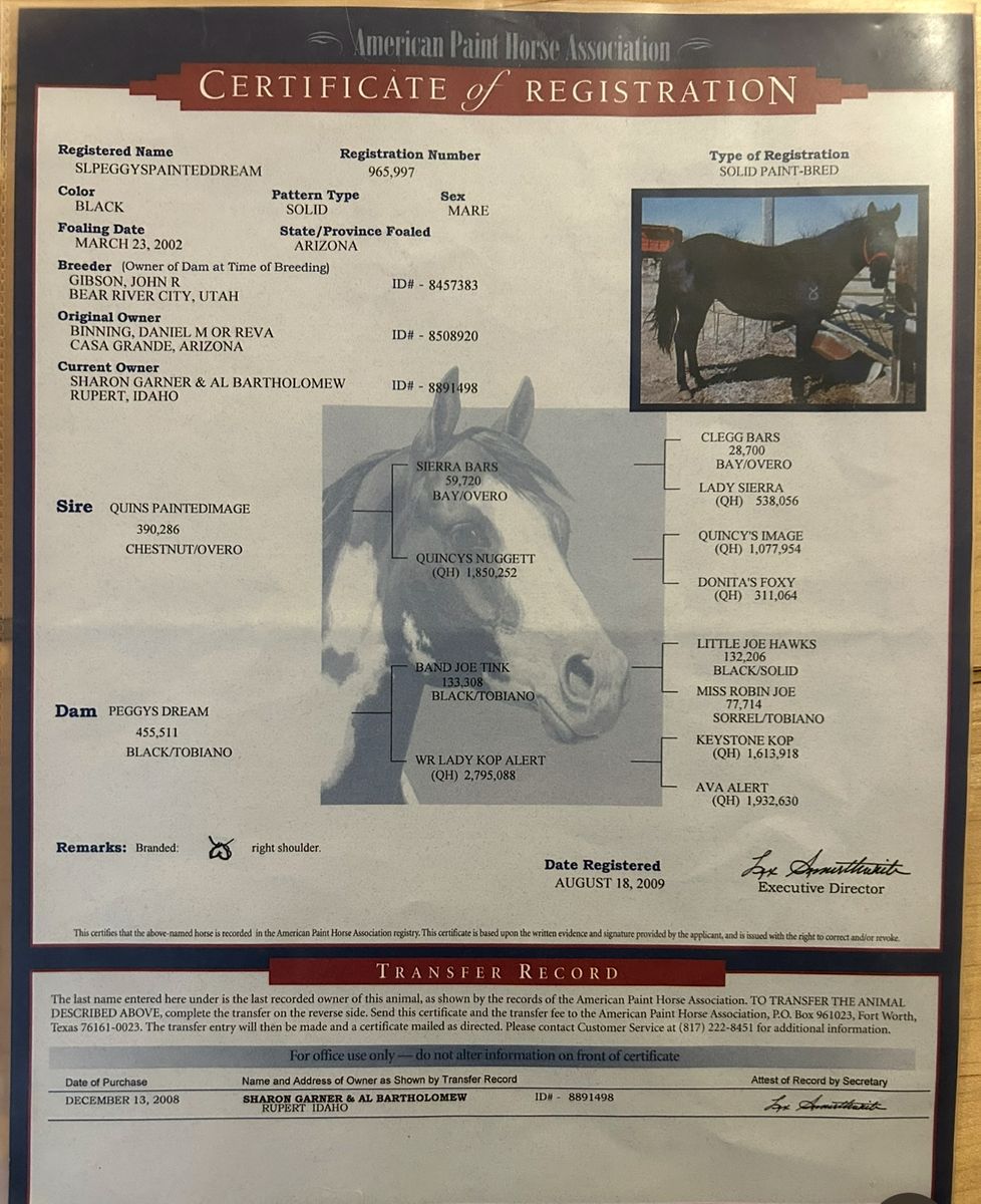 Registered Paint Mare