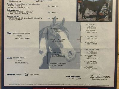 Registered Paint Mare