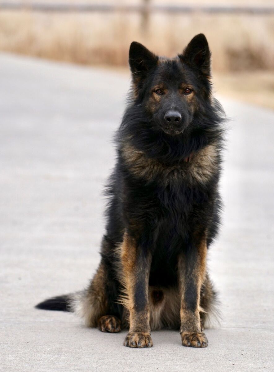 Klondike 2 year old male GSD