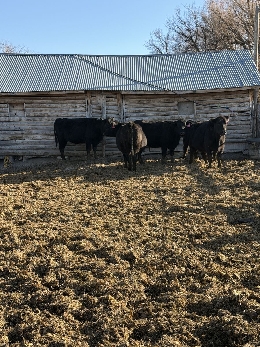 5 Bred Black Cows