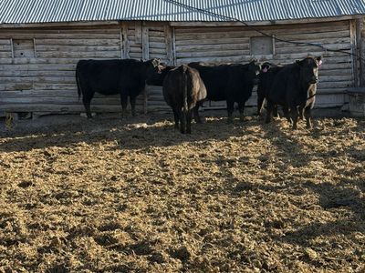 5 Bred Black Cows