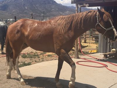 Registered 6 year old gelding Apha 15.1 hands