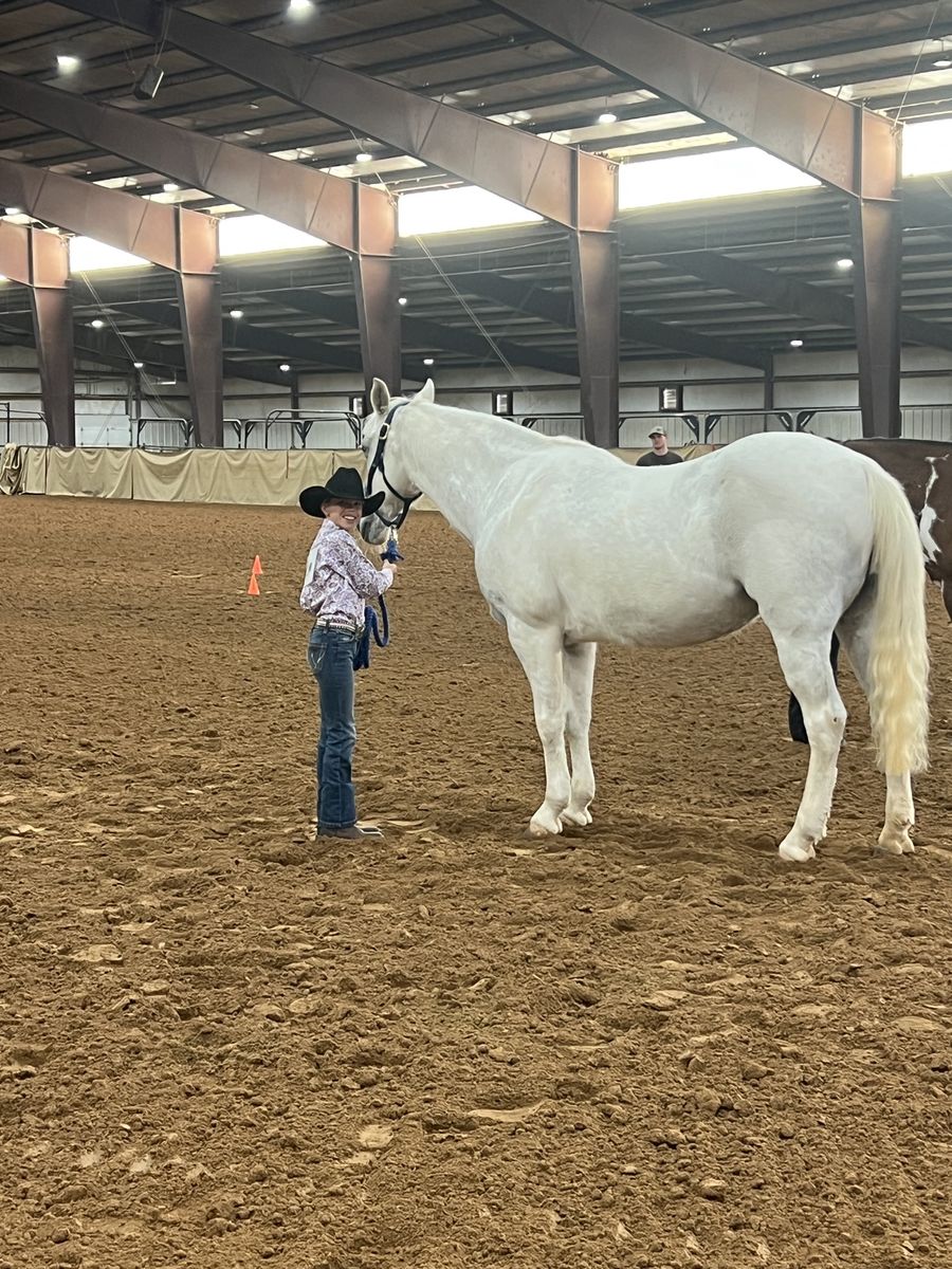 Gentle 4H Mare – Kid-Safe, Priced Accordingly