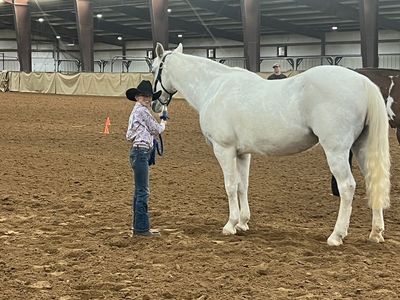 Gentle 4H Mare – Kid-Safe, Priced Accordingly