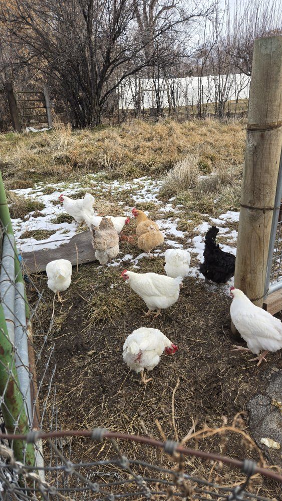 Hens For Sale