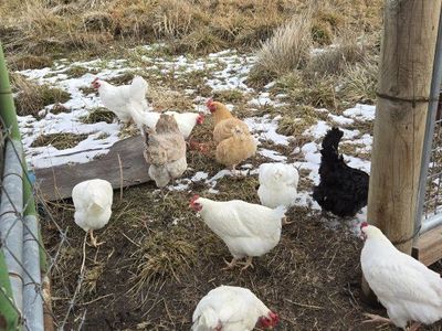 Hens For Sale