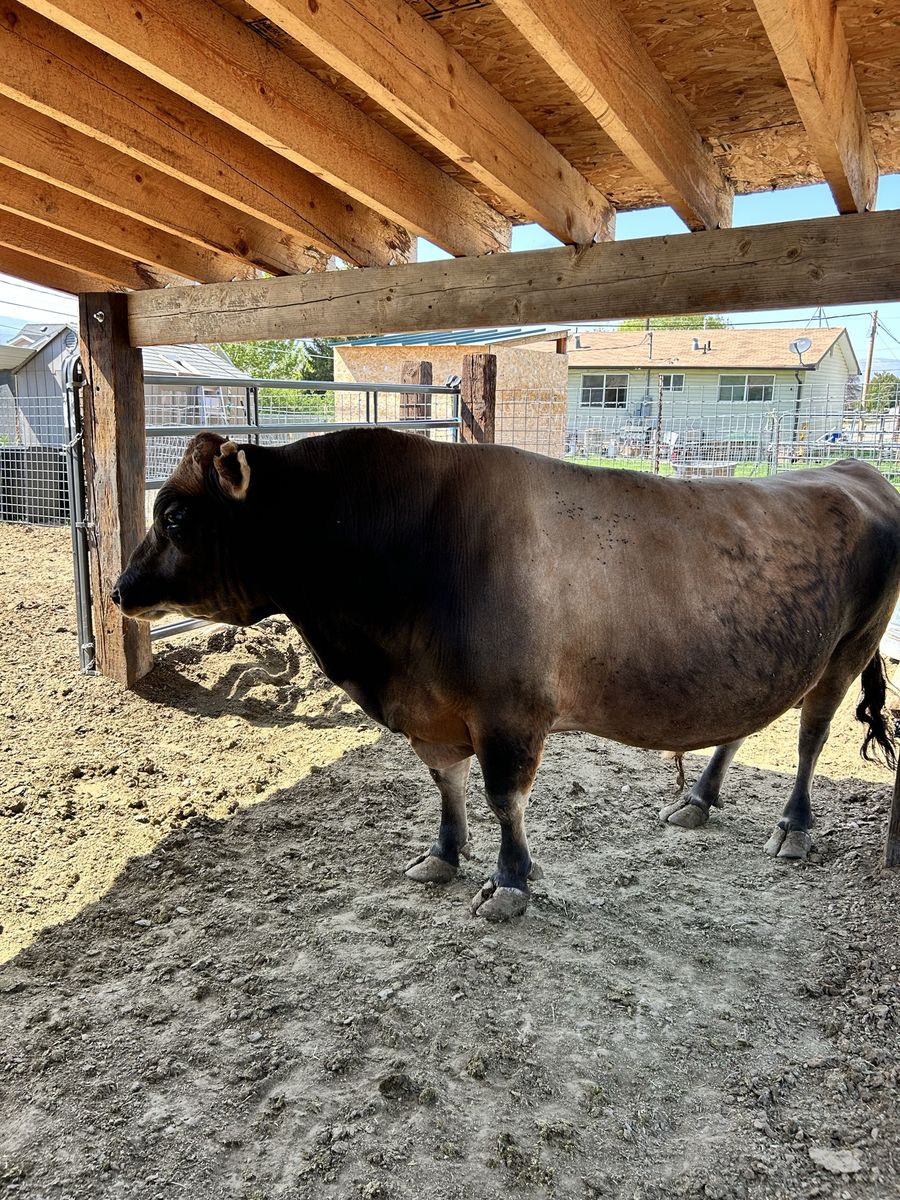 Registered Mini Jersey Bull