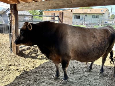 Registered Mini Jersey Bull