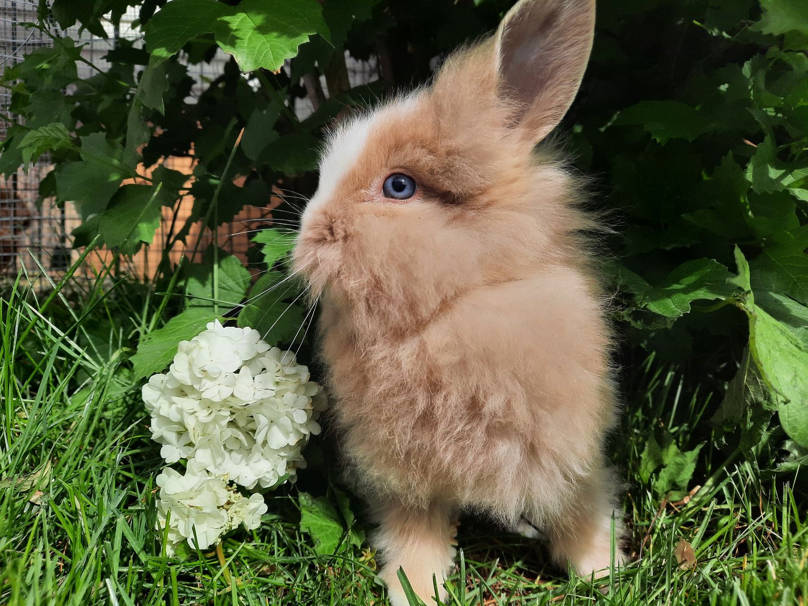 Lionhead Mix bunnies