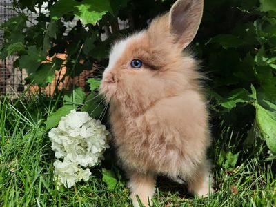 Lionhead Mix bunnies
