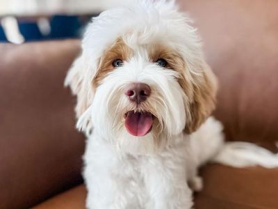 Tyson - 18lbs. -/- 22.2% GR Multigen Toy/Mini Goldendoodle Stud