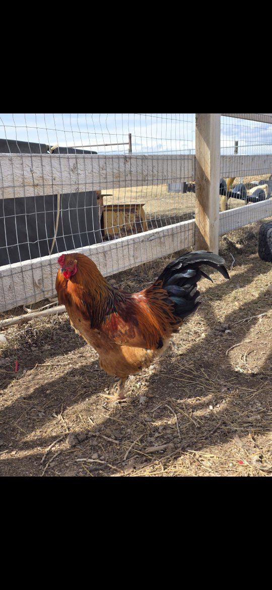Rooster - Rock A Doodle