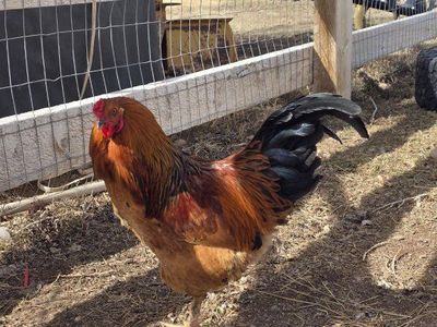 Rooster - Rock A Doodle