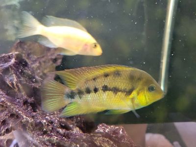Cichlids juvies