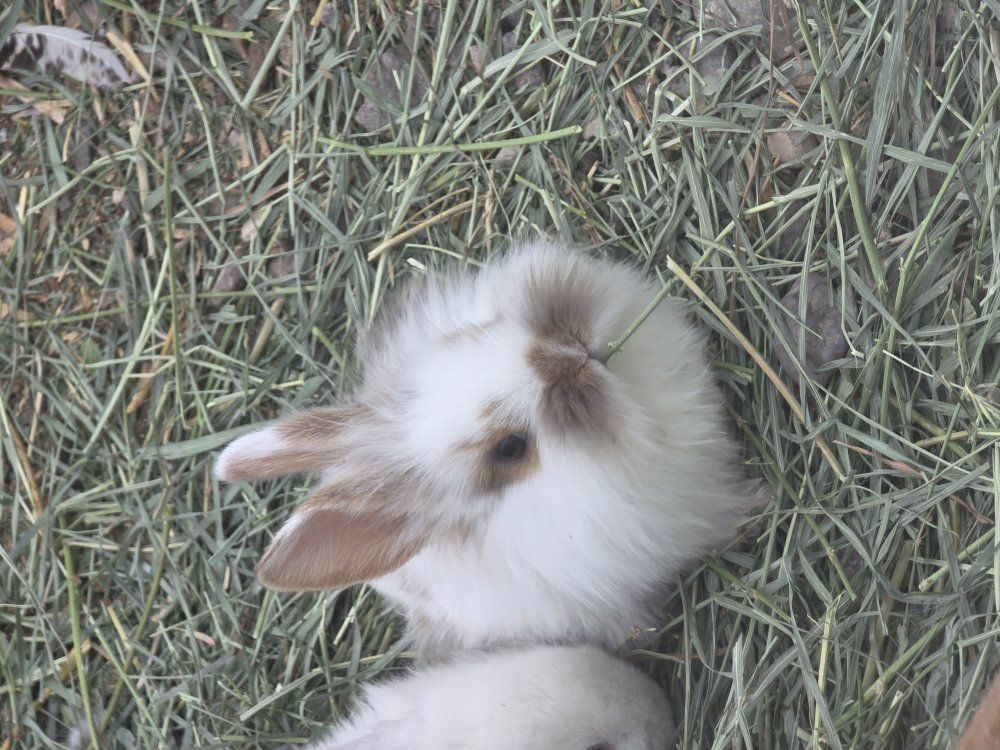 lionhead holland lop mix