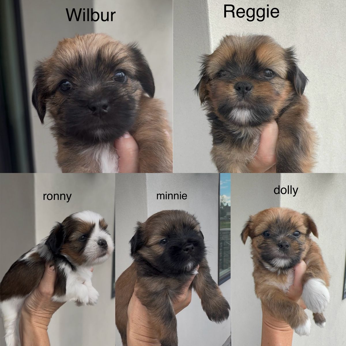 Shorkie Puppies (Shih Tzu/Yorkie)