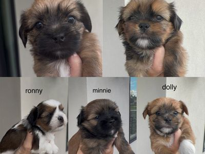 Shorkie Puppies (Shih Tzu/Yorkie)