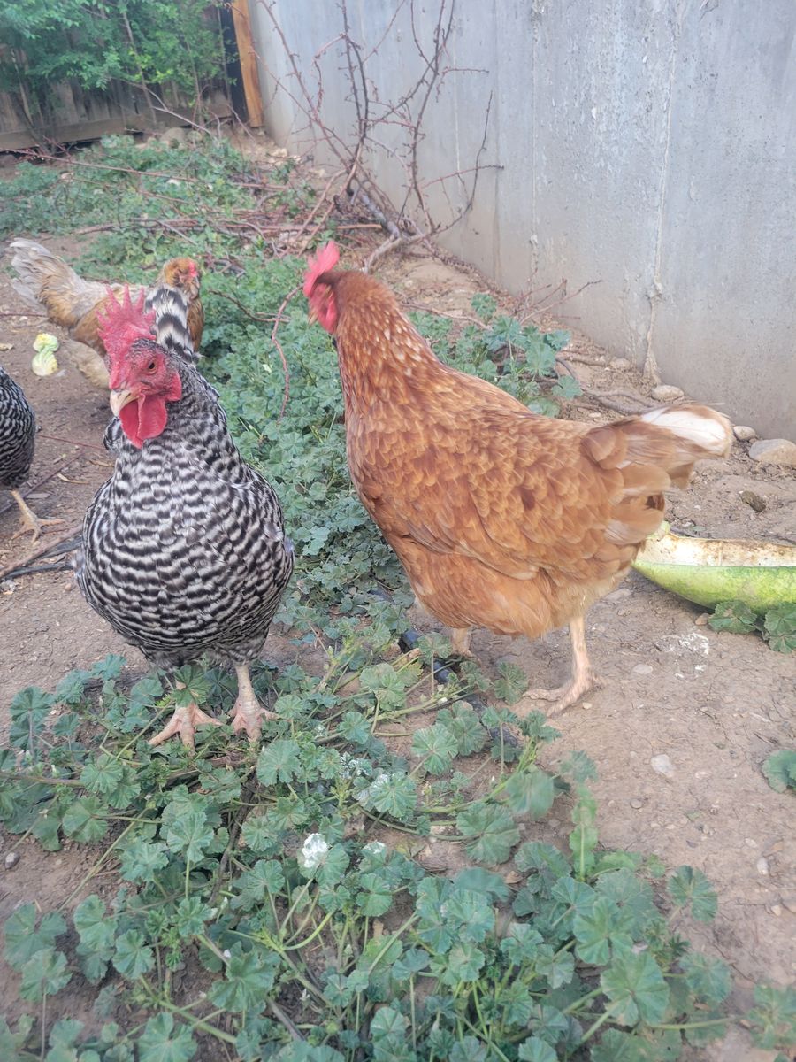 Free chickens