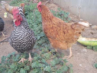 Free chickens