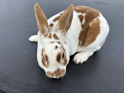 Male Standard Rex Rabbits