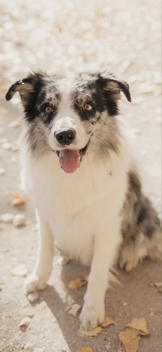Blue Merle Border Collie STUD ONLY