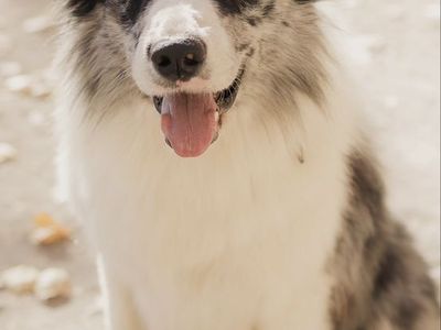 Blue Merle Border Collie STUD ONLY