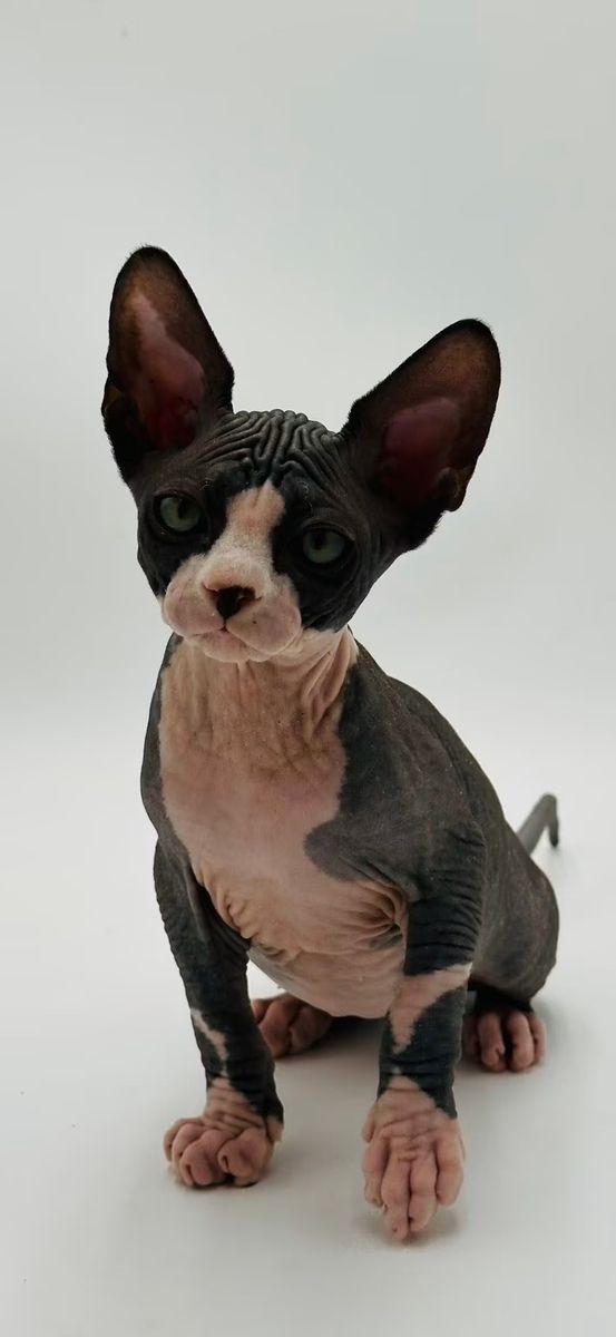 Sphynx Kittens and Xolo Pups