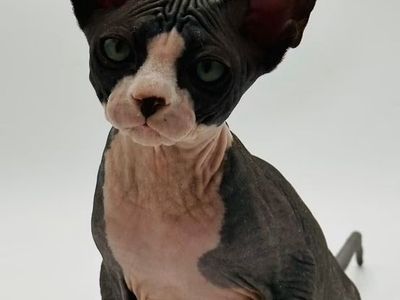 Sphynx Kittens and Xolo Pups