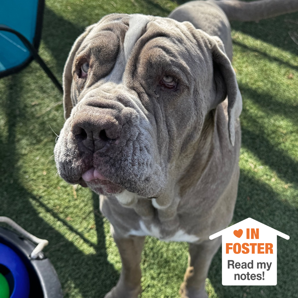 Hello my name is Doc Jiggles