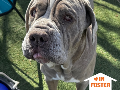 Hello my name is Doc Jiggles