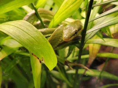 Beautiful Baby Red-Tailed Green Ratsnake
