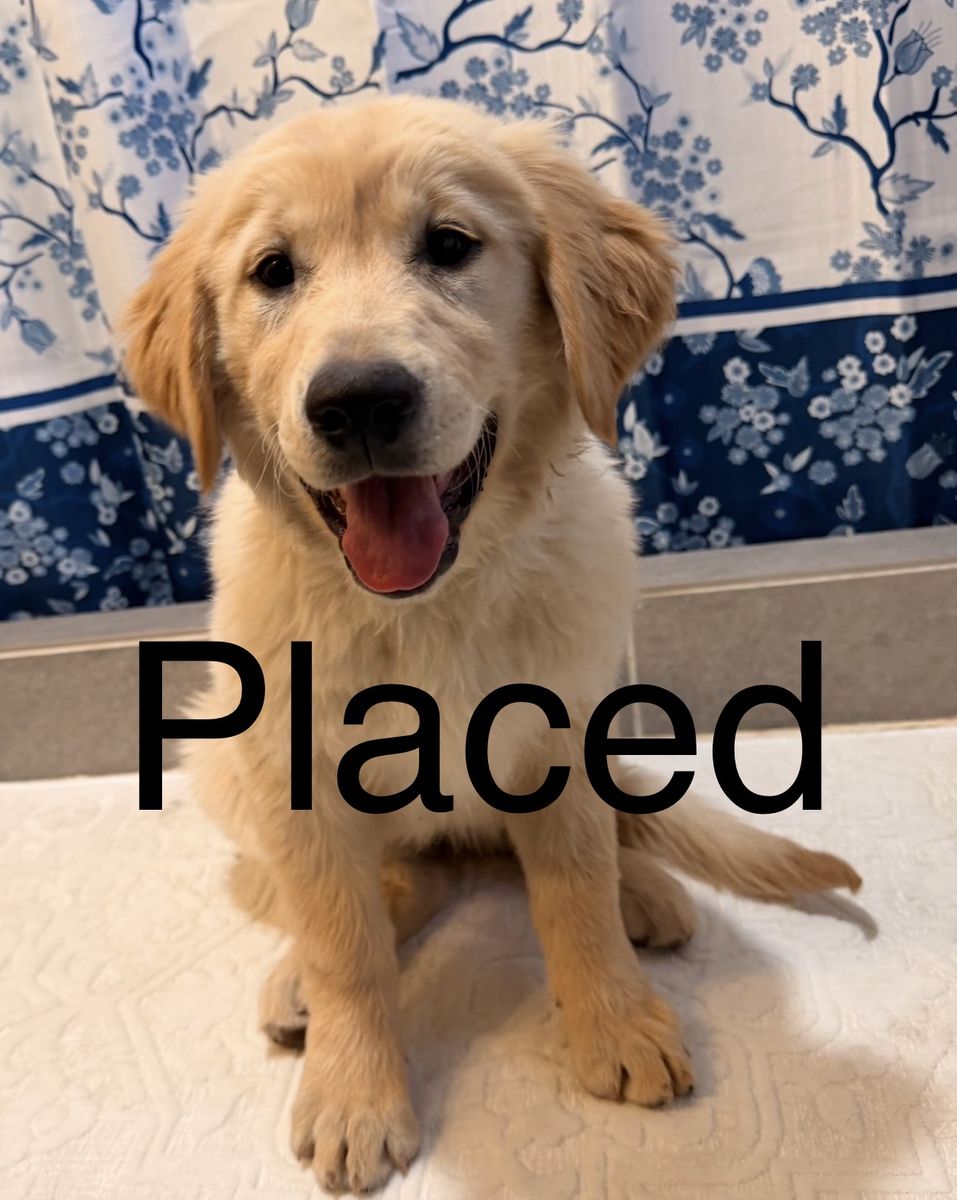 TRAINED Golden Retriever Lab Labrador