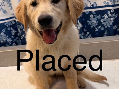 TRAINED Golden Retriever Lab Labrador