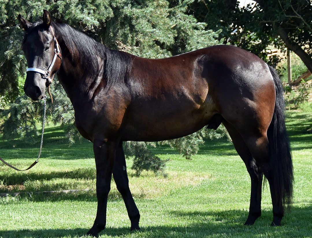 Annual Online Production Sale, August 7-8,  Hillman Quarter Horses, Live Preview @Ranch