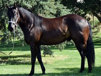 Annual Online Production Sale, August 7-8, Hillman Quarter Horses, Live Preview @Ranch