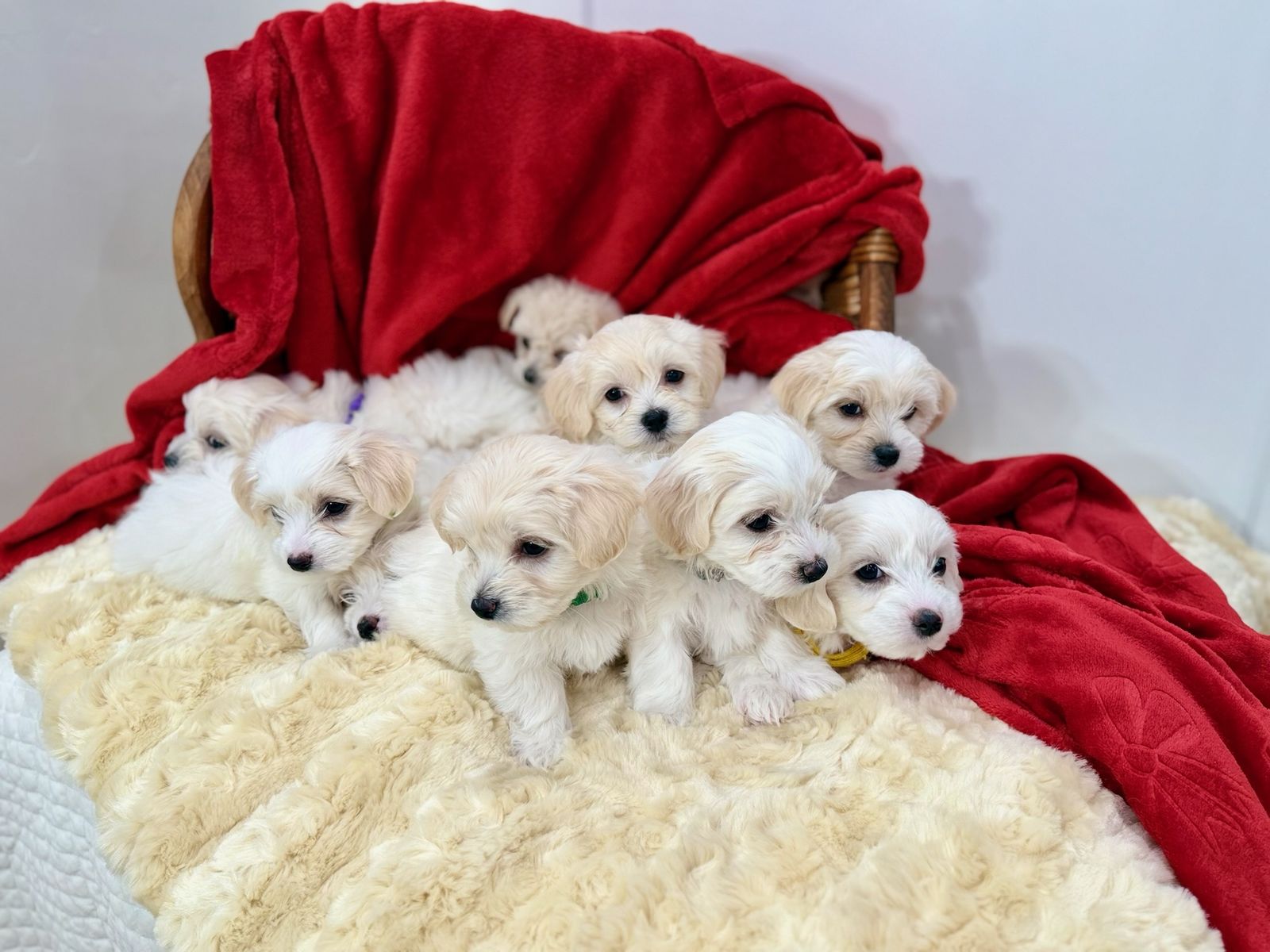 AKC Maltipoo Puppies Maltese Poodle Dog
